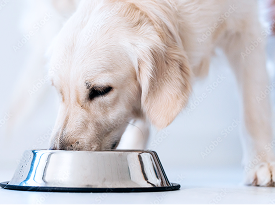 Pet Food